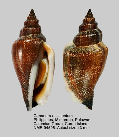 Canarium esculentum (2).jpg - Canarium esculentum S.J.Maxwell, Rymer, Congdon & Dekkers,2020